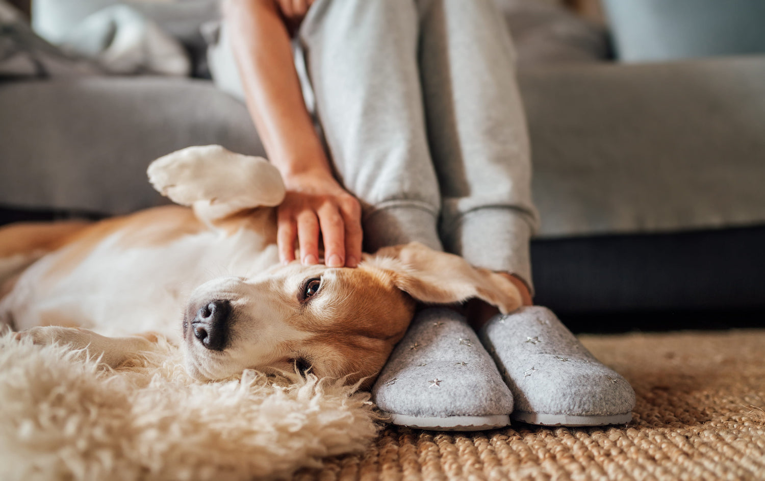 Pet-safe room and linen spray for homes with dogs and cats — Animique