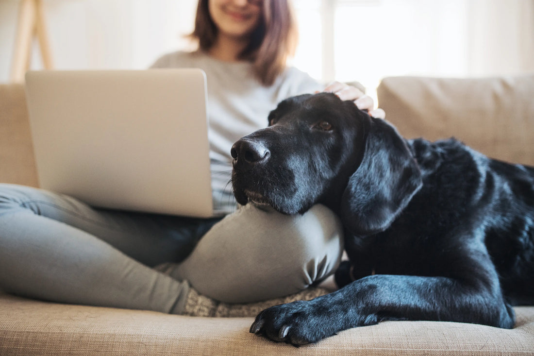 How to Make Your House Smell Good When You Have Dogs