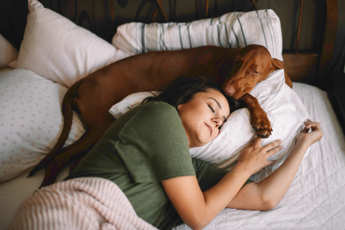 Pet-Safe Home Fragrance: What Every Dog and Cat Owner Should Know