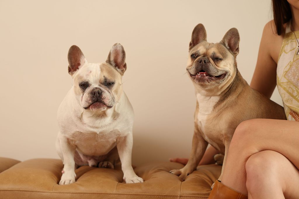 Pet-safe room and linen spray for homes with dogs and cats — Animique