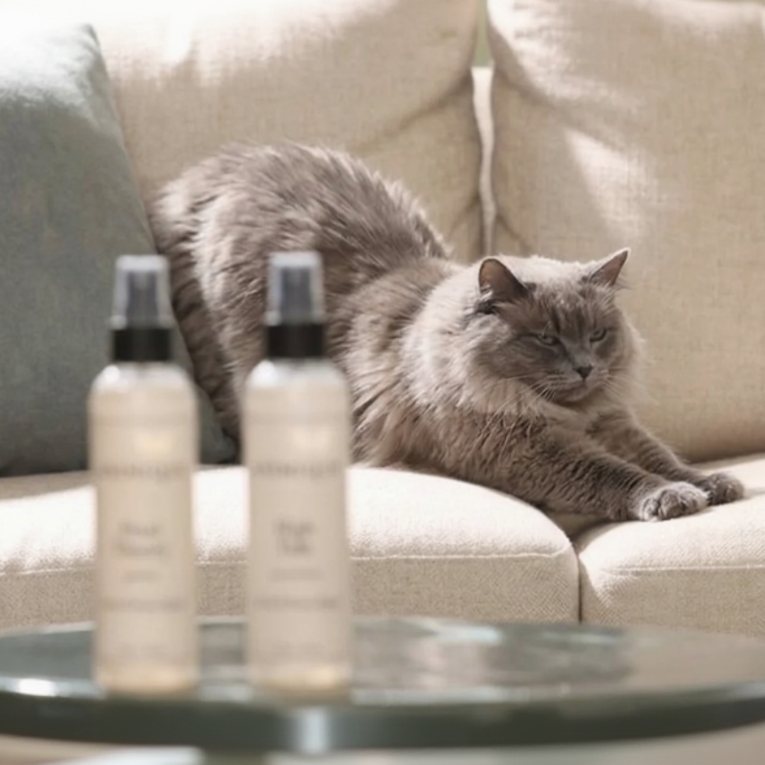 Cat lounging on a couch with two bottles of room and linen spray by Animique — pet-safe home fragrance in the foreground