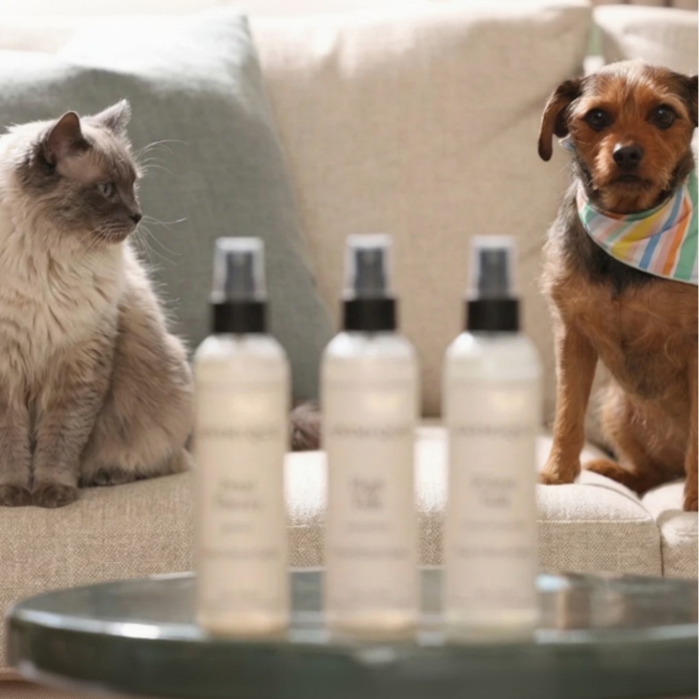 Two pets, a cat and a dog, sitting on a couch with three bottles of room and linen spray by Animique — pet-safe home fragrance